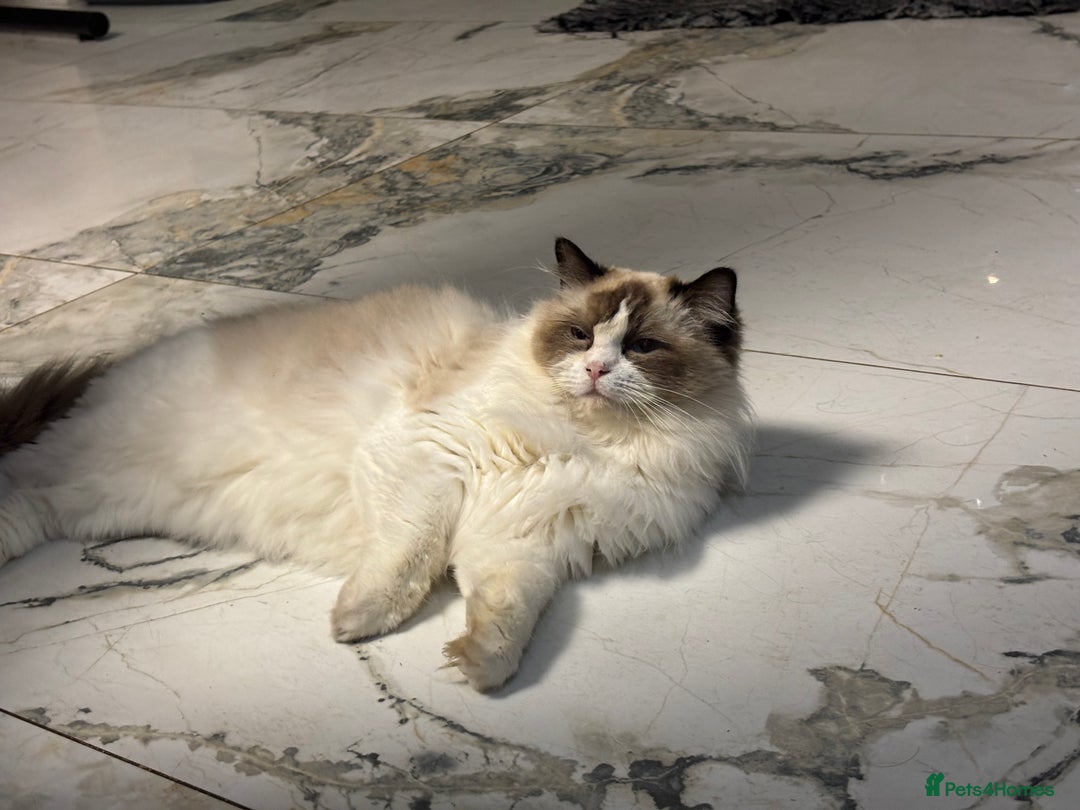 Ragdoll cats for sale: Attention please  - Advert 5