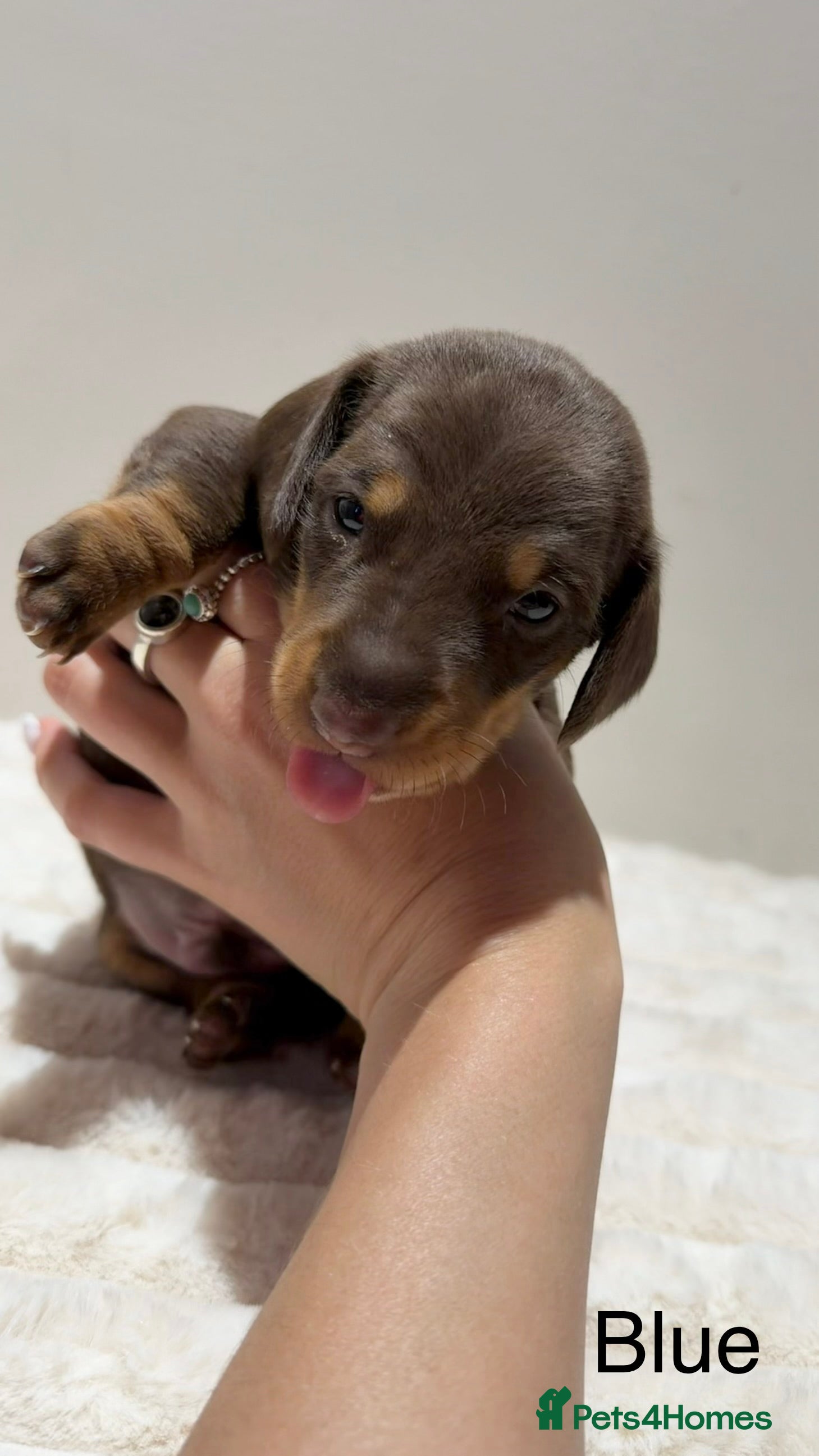 Miniature Dachshund Puppy 1