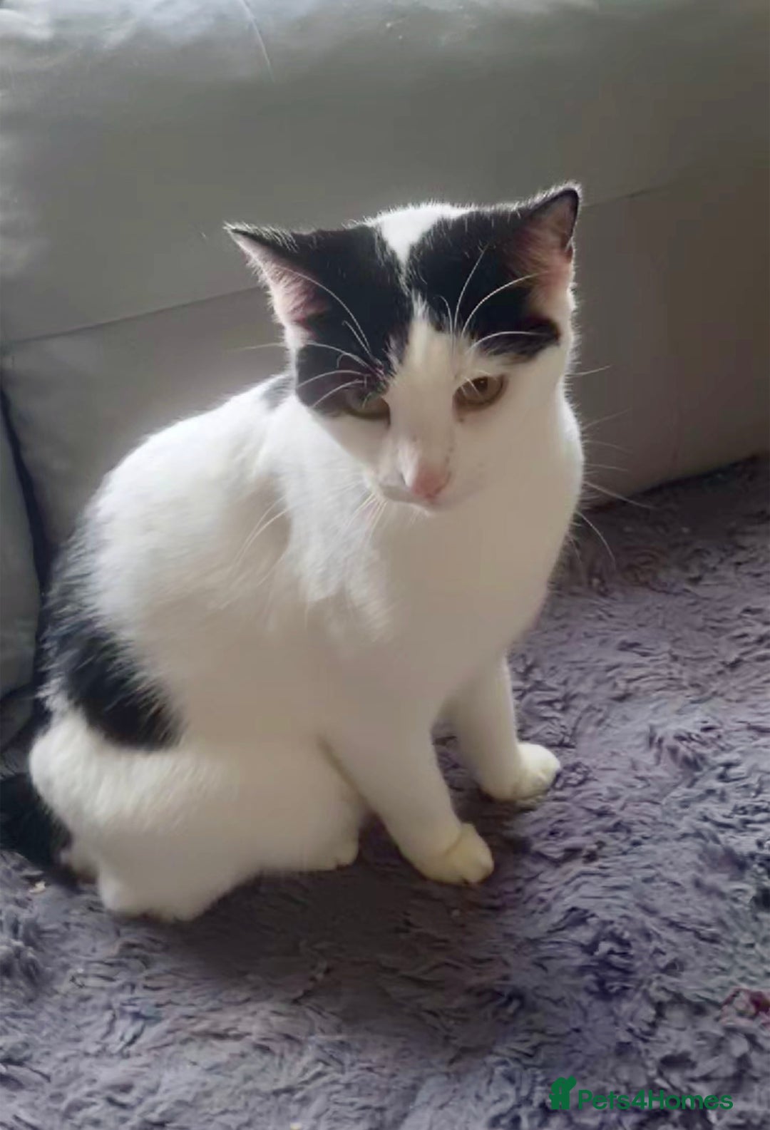 Domestic Shorthair cats for adoption: -Adopt from Cats in Crisis East London  - Image 5