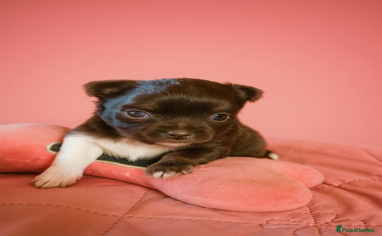 Chihuahua dogs - Advert 3
