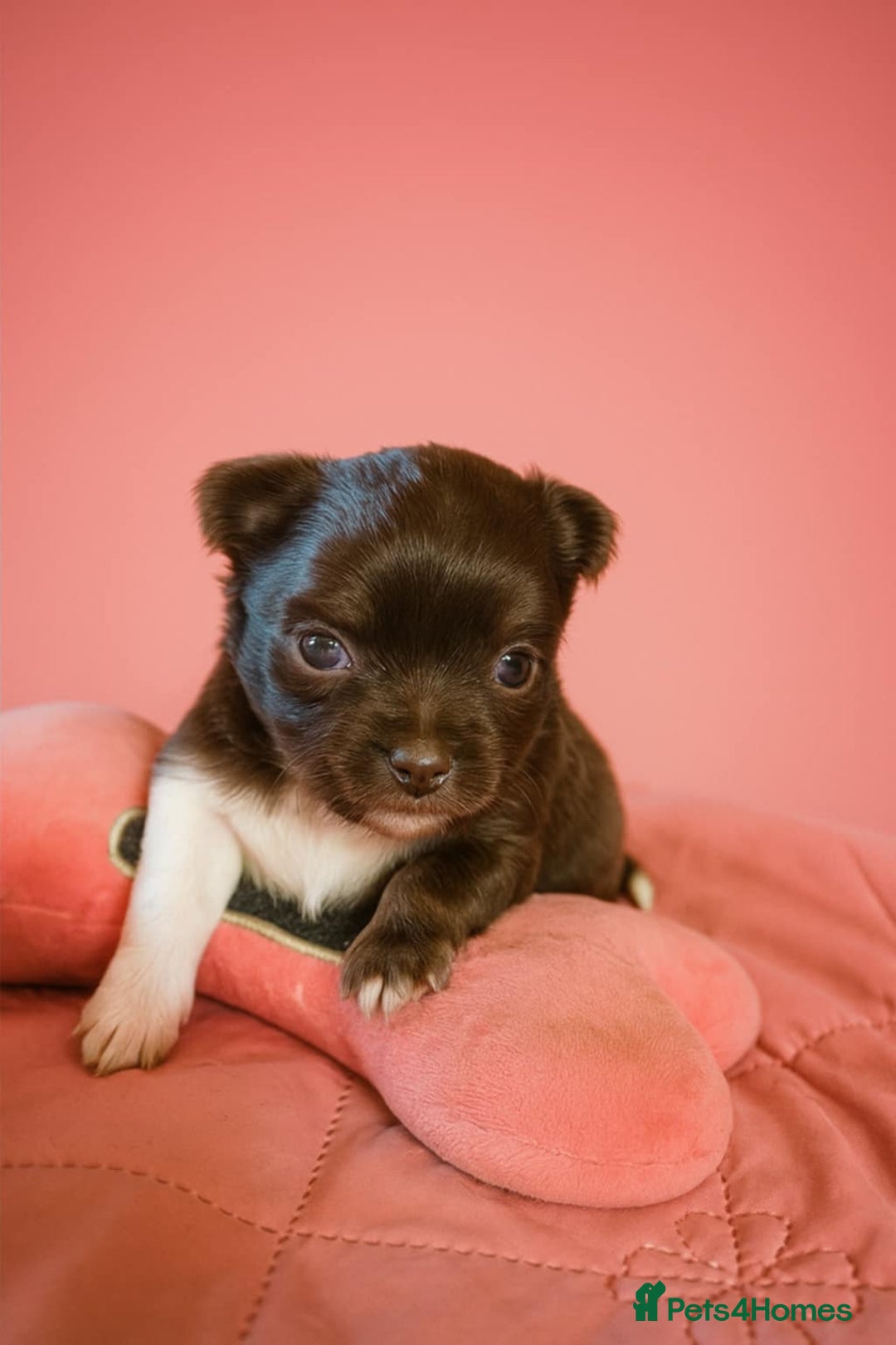 Chihuahua dogs for sale: Long haired Chihuahua  - Image 1