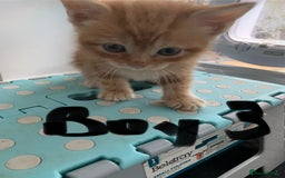 Mixed Breed cats for sale: Himalayan mixed - Image 8