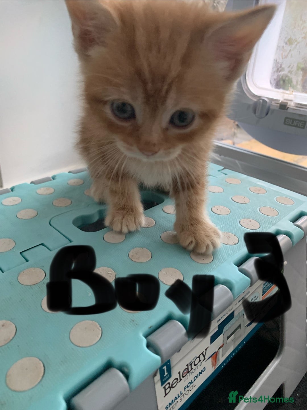 Mixed Breed cats for sale: Himalayan mixed - Image 8