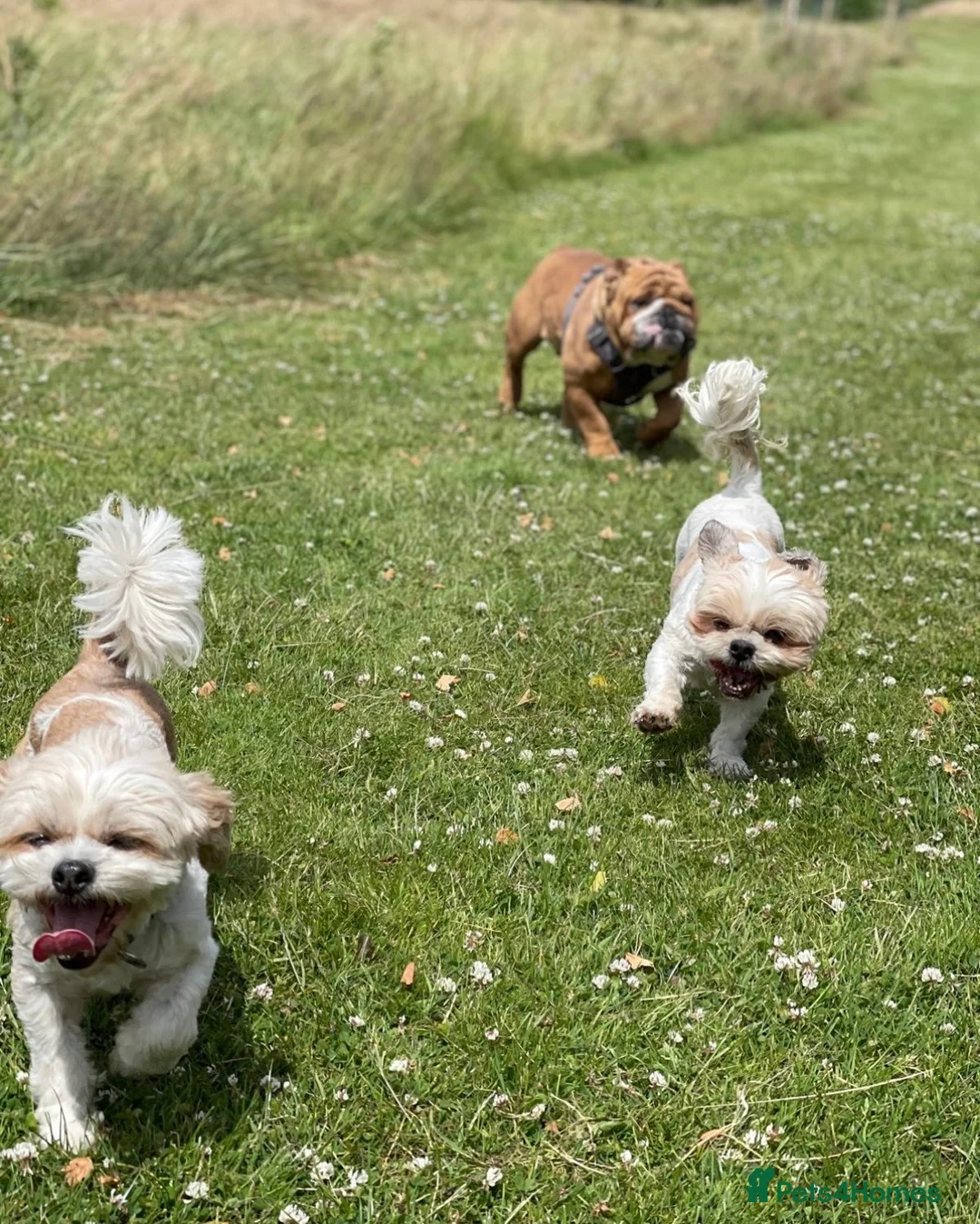 Shih Tzu dogs for sale: Coco & Mia  - Advert 2