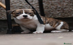 American Bully dogs for sale: Champion Bloodline American Pocket Bully Puppies - Image 24
