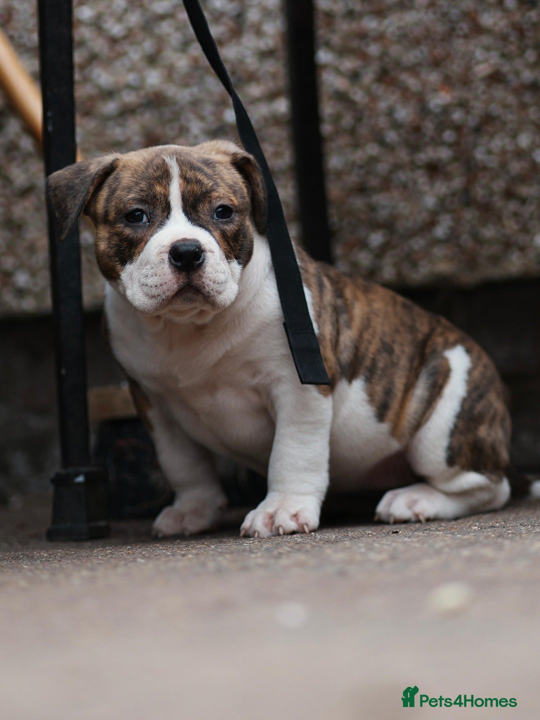 American Bully dogs for sale: Champion Bloodline American Pocket Bully Puppies - Image 24