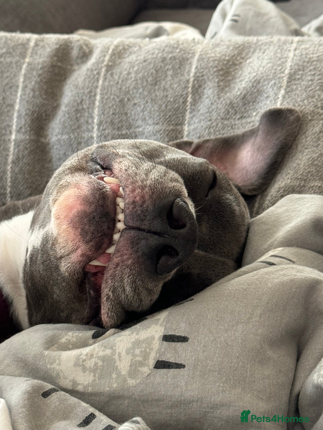 Staffordshire Bull Terrier dogs for sale: Rehoming, please read below. - Advert 14