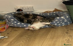 Mixed Breed cats for sale: 5 Beautiful mixed breed kittens for sale - Image 2