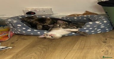 Mixed Breed cats - Advert 14