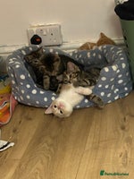 Mixed Breed cats - Advert 14