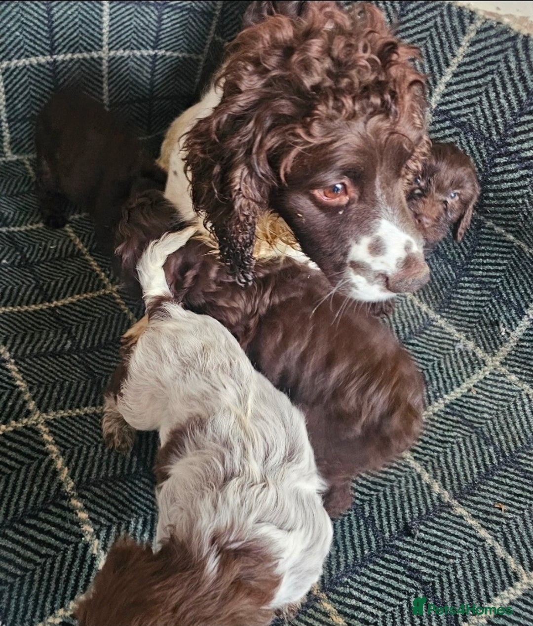 Cockapoo dogs for sale: Cockerapoo puppies F1 - Advert 2