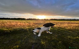 English Springer Spaniel dogs for sale: Chase, springer spaniel - Image 10
