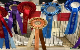 British Shorthair cats for sale: Fawn tortie girl  - Advert 11