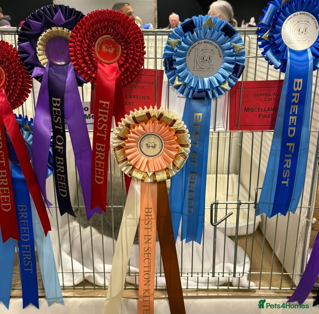 British Shorthair cats for sale: Fawn tortie girl  - Advert 11