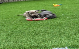 Labrador Retriever dogs for sale: KC Silver, Charcoal & Black Labs for sale - Image 17