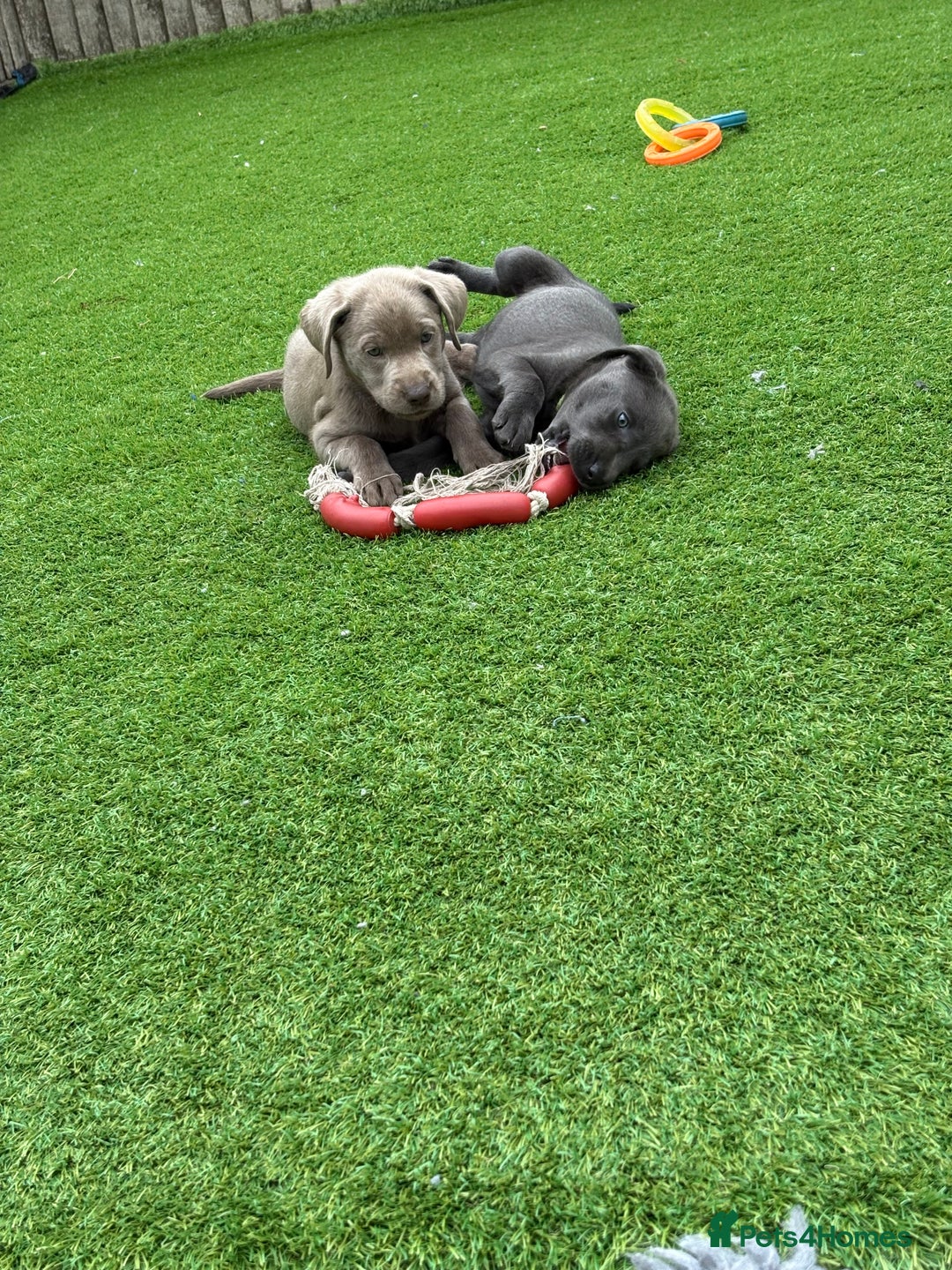 Labrador Retriever dogs for sale: KC Silver, Charcoal & Black Labs for sale - Image 17