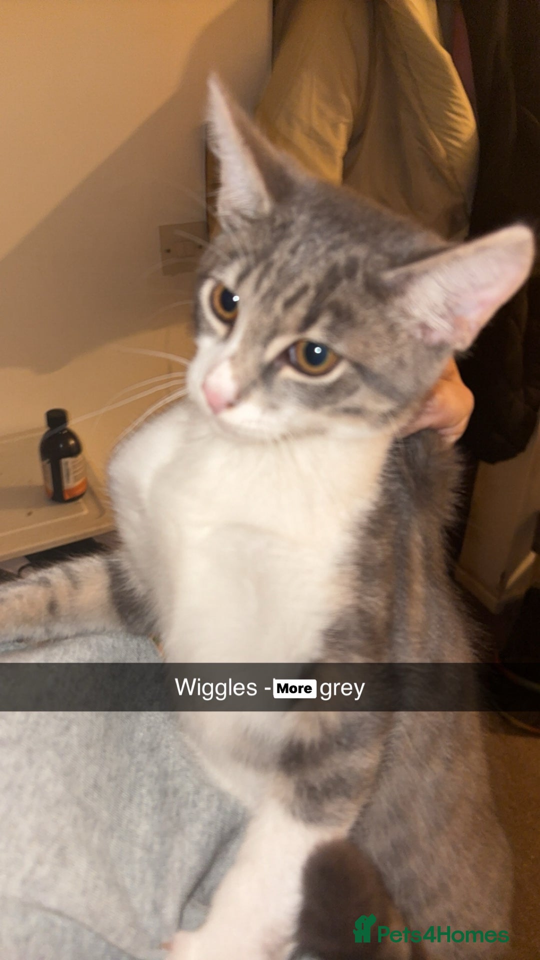 British Shorthair cats for sale: Missy & her 3 kittens & adopted rescue kitten scar - Image 3