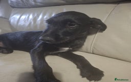 Mixed Breed dogs for sale: Puppies ready for their forever homes   in Grimsby - Image 7