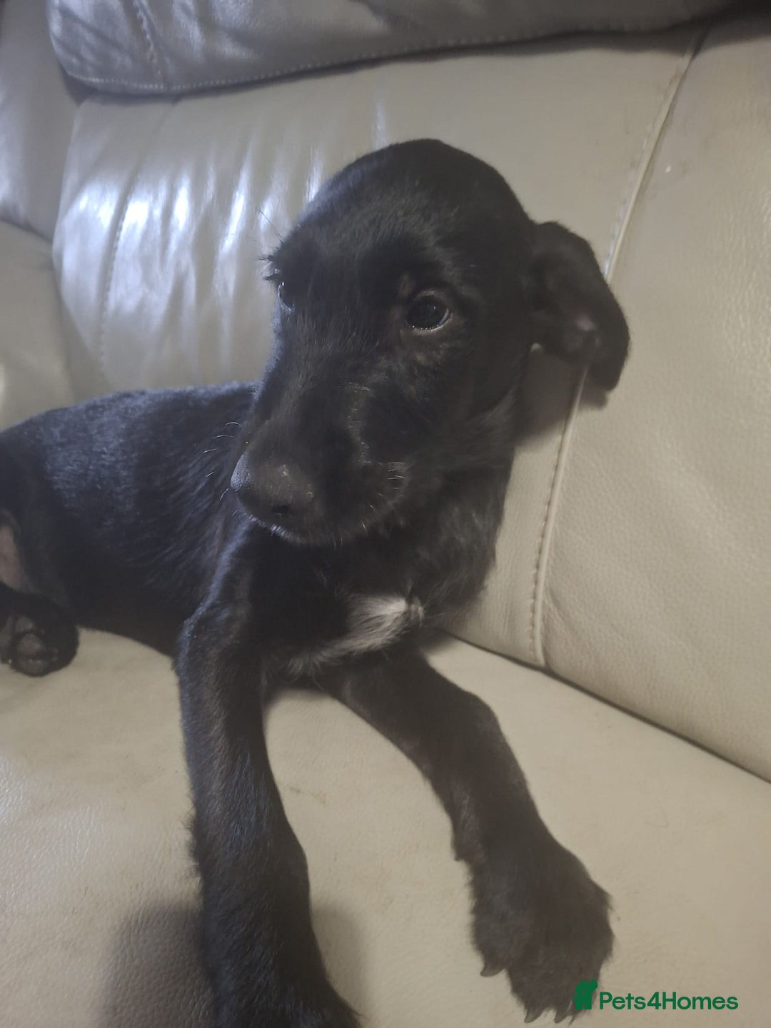 Mixed Breed dogs for sale: Puppies ready for their forever homes   in Grimsby - Image 7
