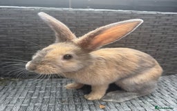 English rabbits for sale: Female Rabbit - Image 2