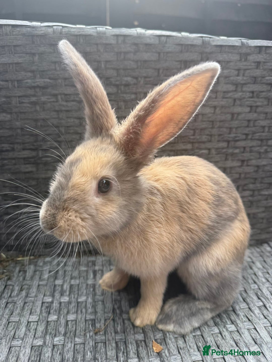 English rabbits for sale: Female Rabbit - Image 2