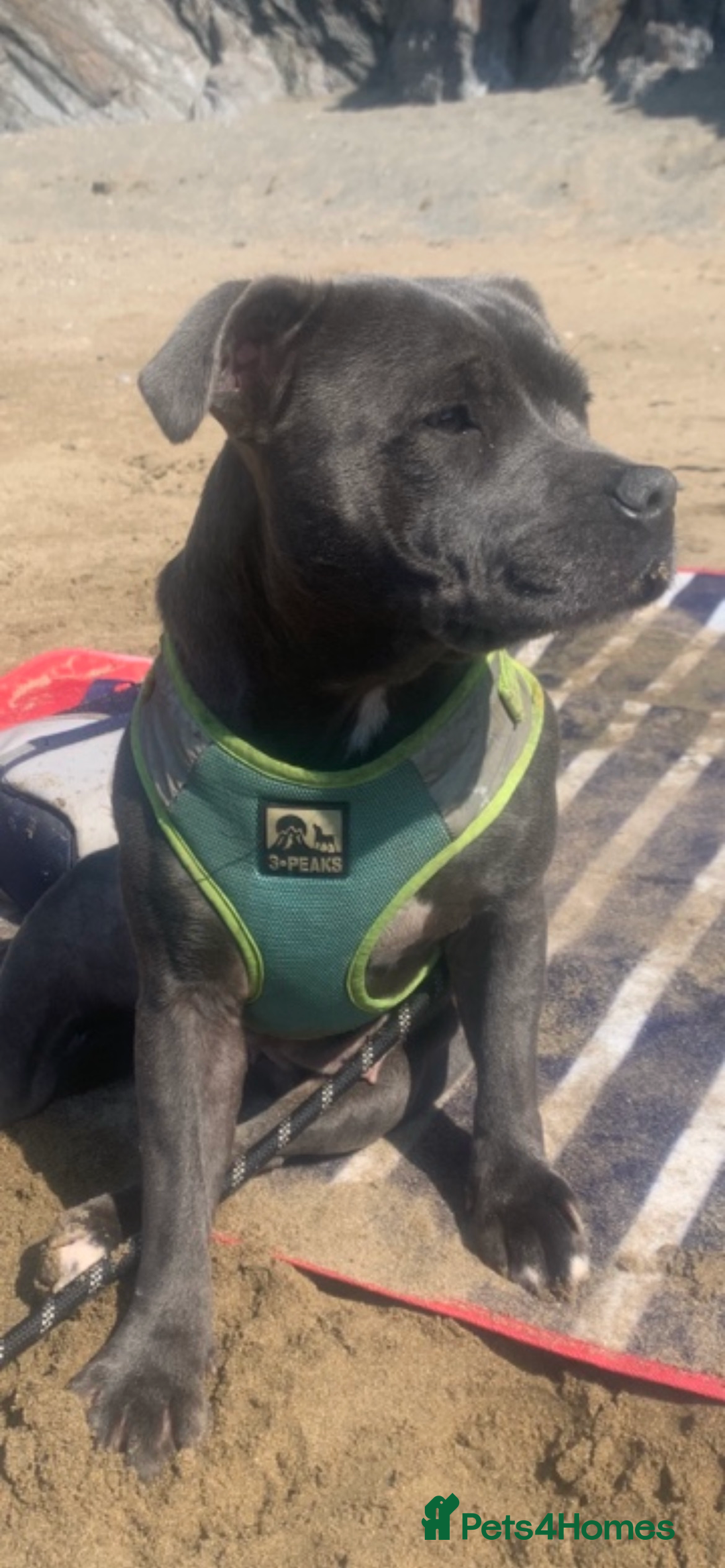 Staffordshire Bull Terrier dogs for sale: Blue kc registered staff puppies - Advert 9