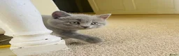 Russian Blue cats for sale: Beautiful Russian Blue/British Shorthair Kittens  in Wimborne - Advert 19