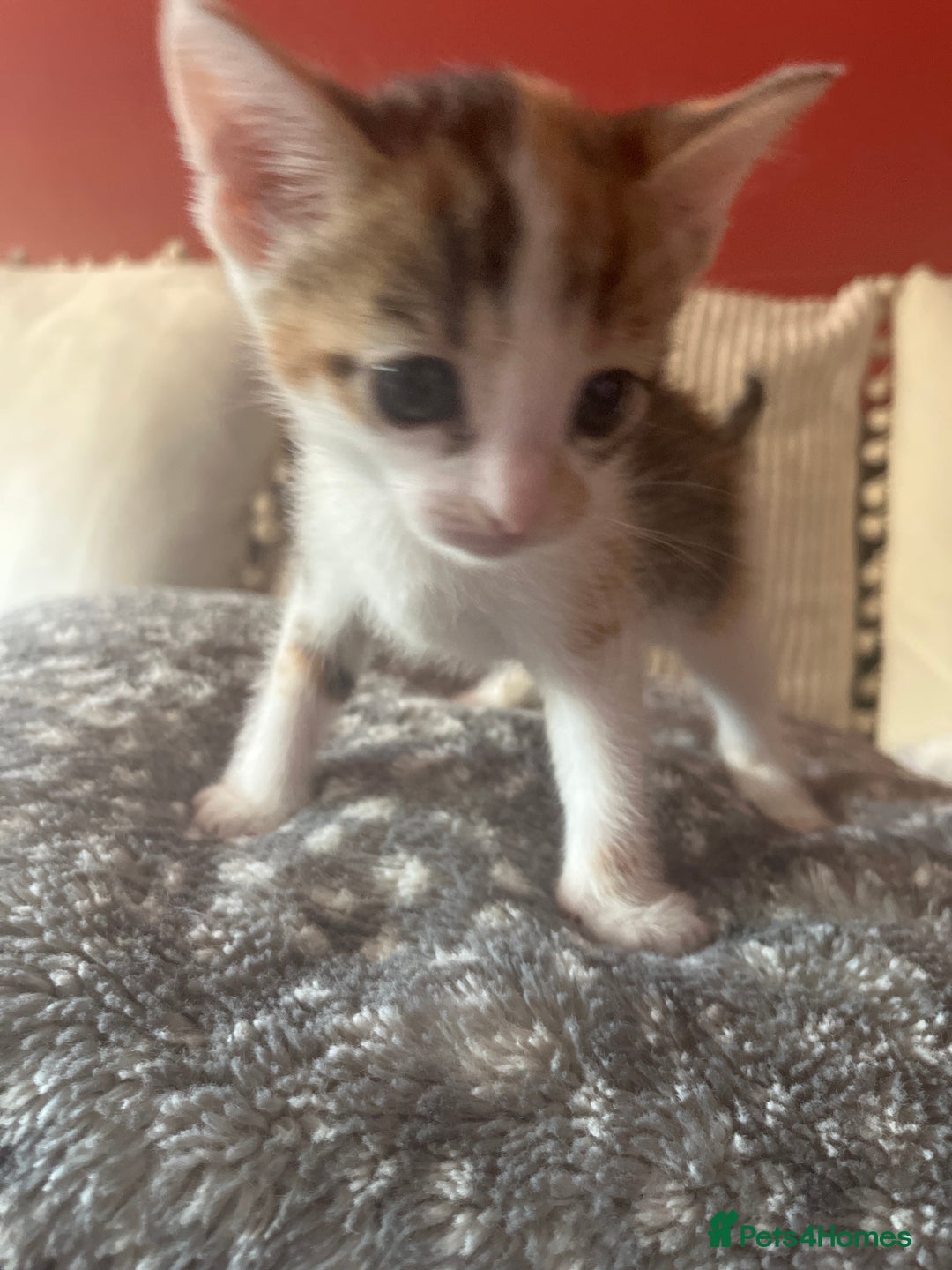 Domestic Shorthair cats for sale: 3 beautiful calico domestic shorthairs  - Image 6