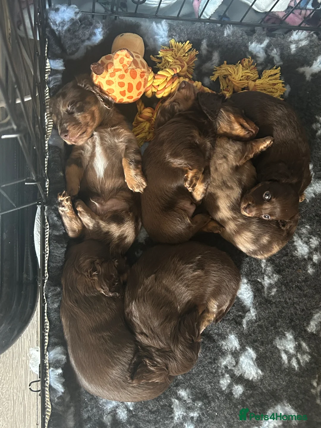 Miniature Dachshund dogs for sale: Long hair miniature dachshund puppies  - Advert 14