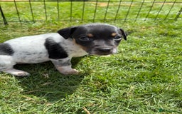 Jack Russell dogs for sale: Gorgeous Jack Russell Puppies - Image 14