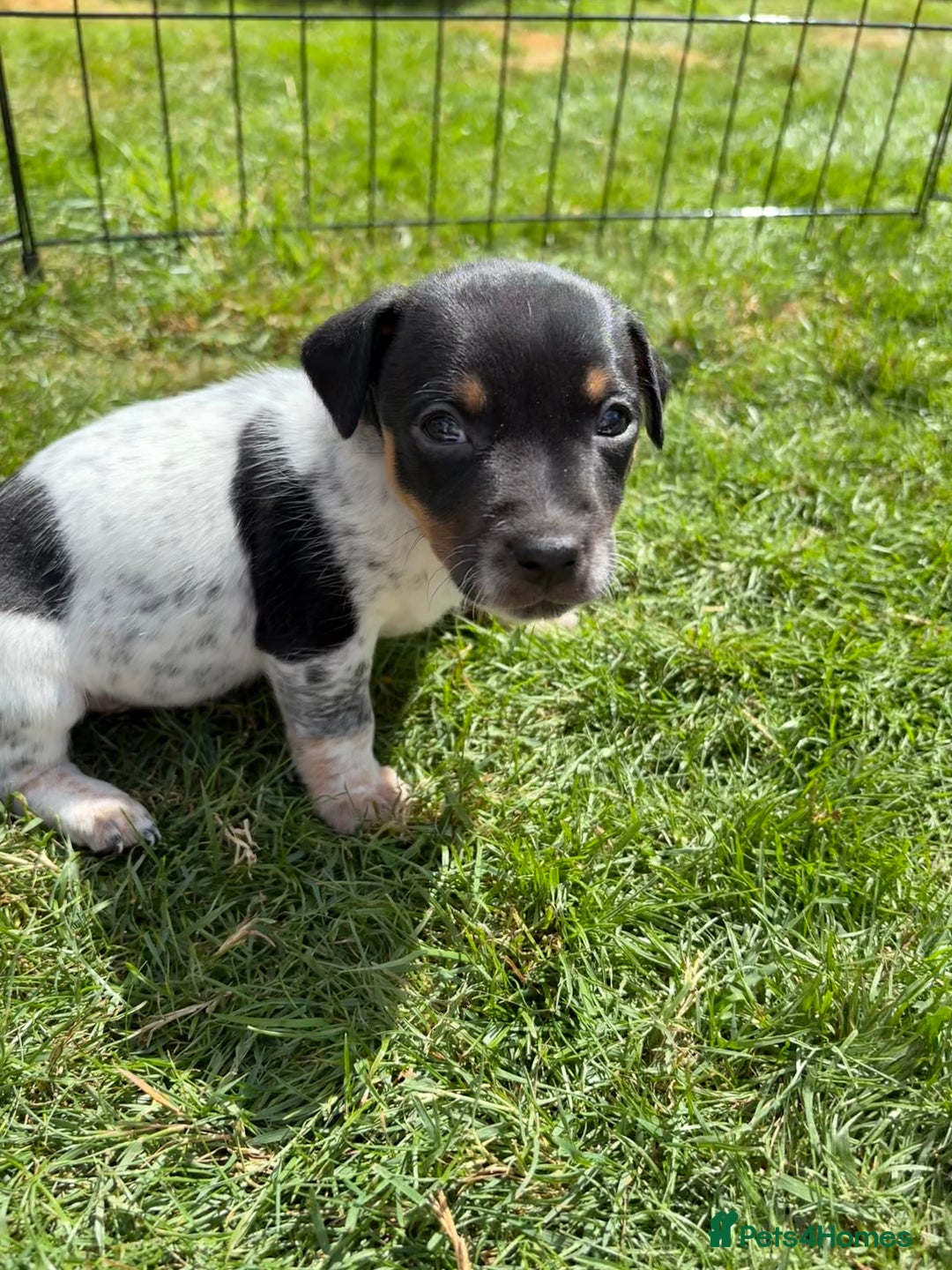 Jack Russell dogs for sale: Gorgeous Jack Russell Puppies - Image 14