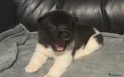 Akita dogs for sale: American Akita pups - Image 9