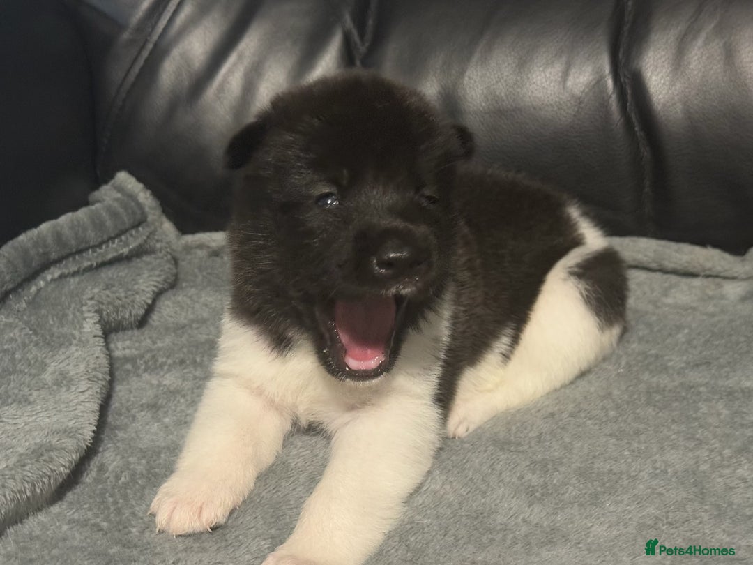 Akita dogs for sale: American Akita pups - Image 9