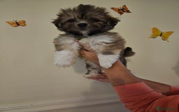 Lhasa Apso dogs for sale: Lovely pedigree puppys - Image 1