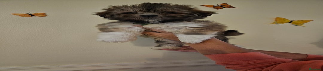 Lhasa Apso Puppy 3