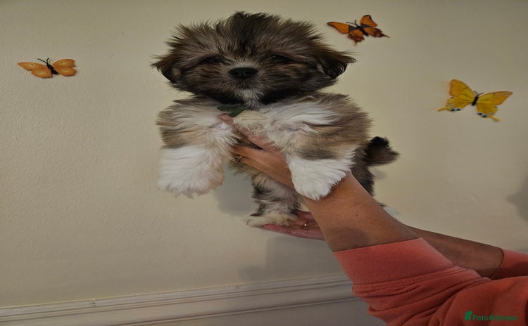 Lhasa Apso dogs - Advert 1