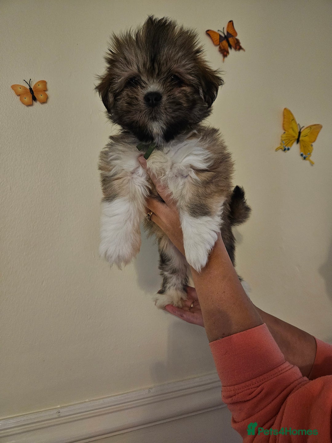 Lhasa Apso dogs for sale: Lovely pedigree puppys - Image 1