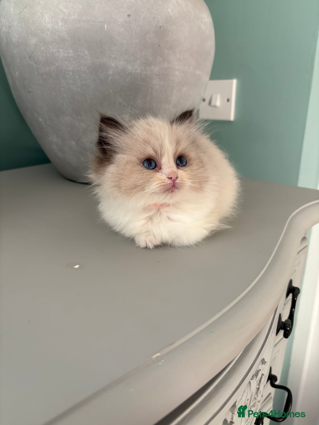 Ragdoll cats for sale: Genuine Ragdoll kittens from pedigree parents.  - Advert 8