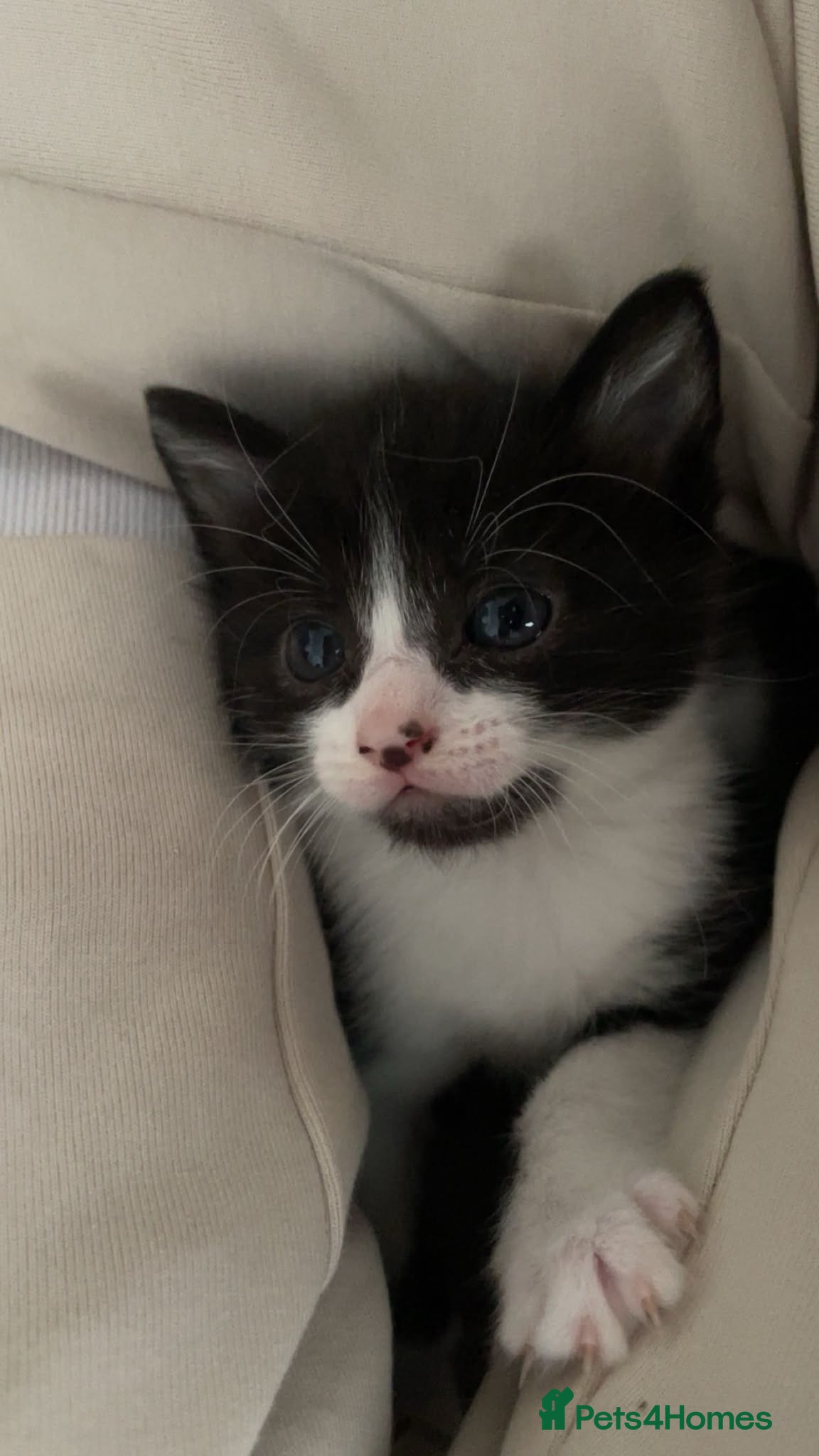 Mixed Breed cats 1 little boy left (READY TO LEAVE) - Advert 2