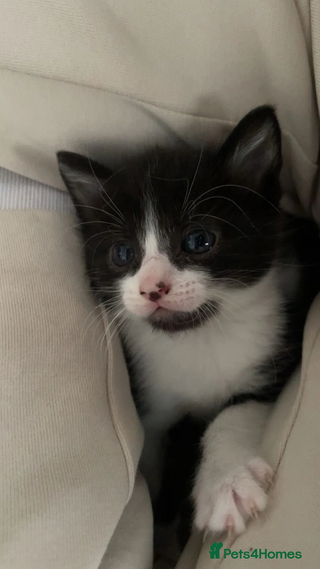 Mixed Breed cats for sale: 1 little boy left (READY TO LEAVE) - Advert 1