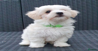 Maltese dogs - Advert 3