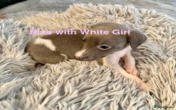 Whippet dogs for sale: 🏡 Ready Saturday! Kennel Club Whippet Puppies 🐾 - Image 2