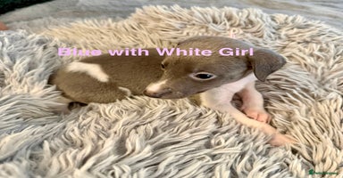 Whippet dogs - Advert 10