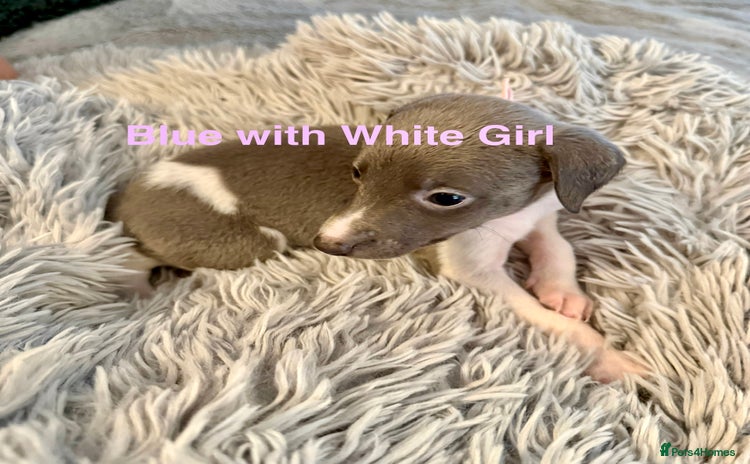 Whippet dogs - Advert 1