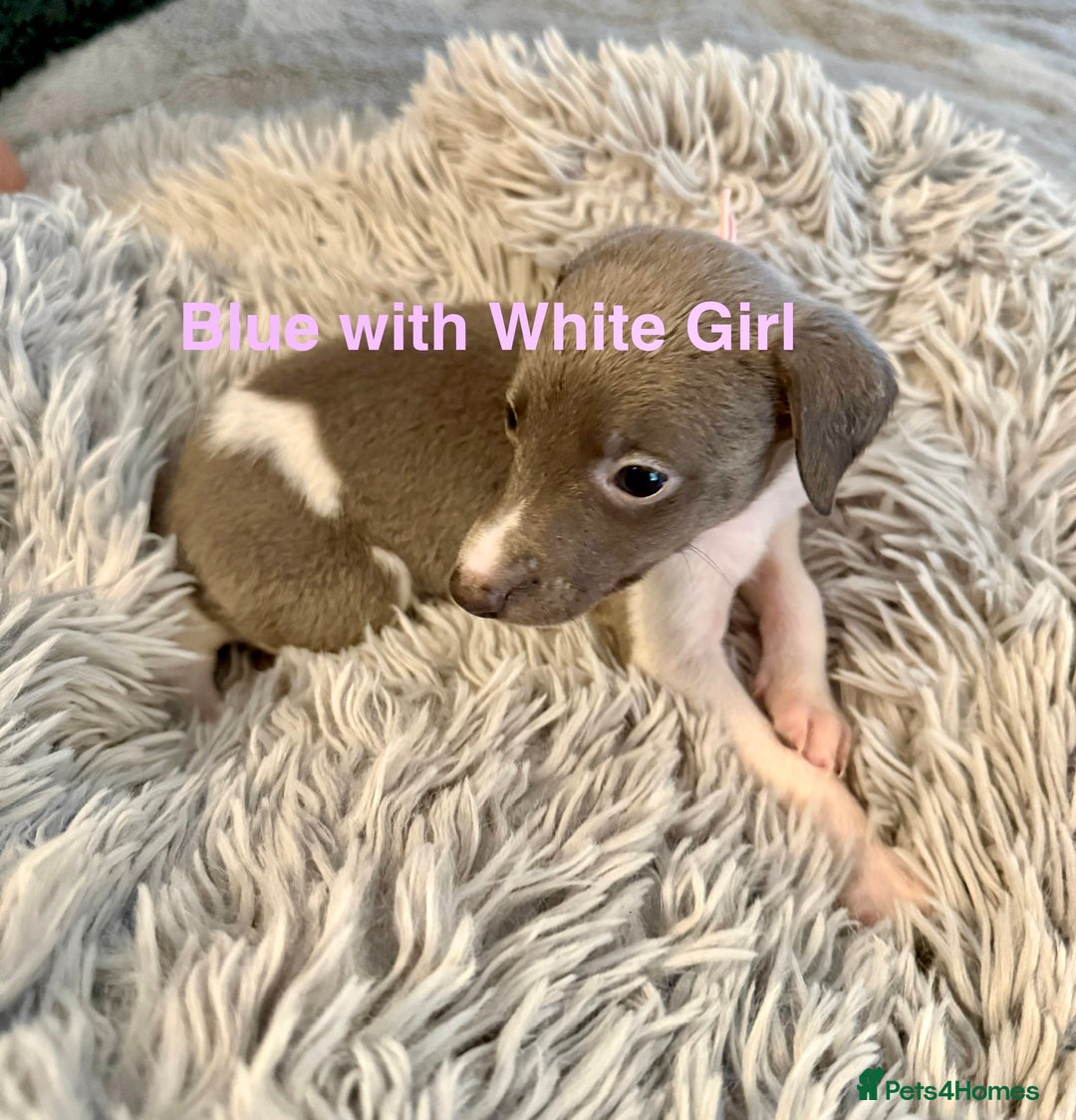 Whippet dogs for sale: 🏡 Ready Saturday! Kennel Club Whippet Puppies 🐾 - Image 2