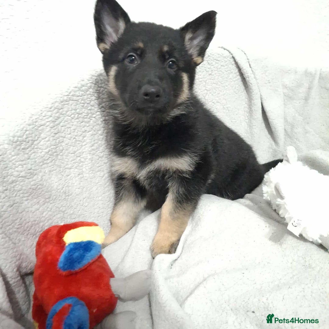 German Shepherd dogs for sale: BEAUTIFUL SABLE GERMAN SHEPHERD PUPS - Image 24