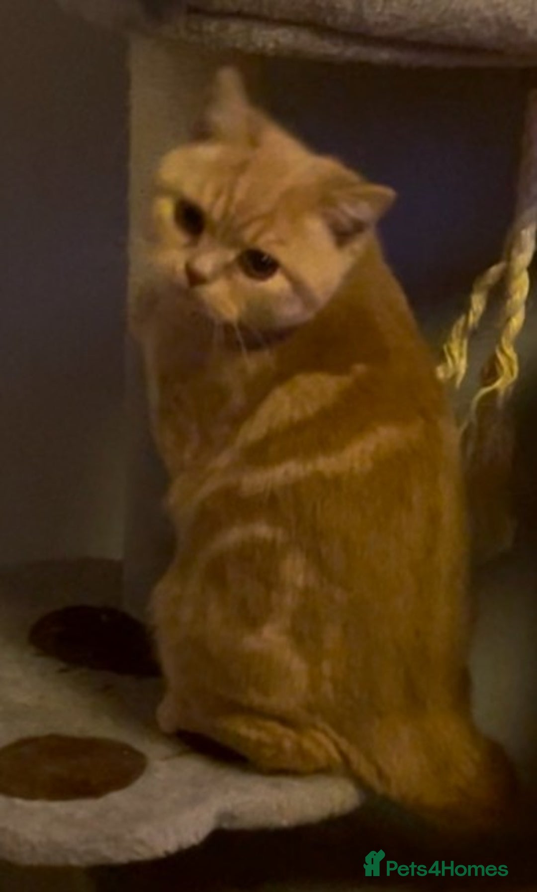 British Shorthair cats for sale: READY NOW Beautiful, Friendly, Playful BSH Kittens - Advert 3