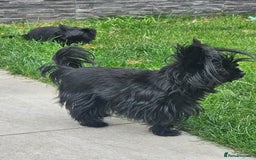 Yorkshire Terrier dogs for sale: SmaltypeYorkshire terrier Chocolate/black IHR.e.V  - Image 2