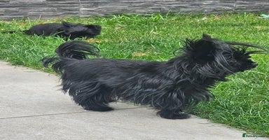 Yorkshire Terrier dogs - Advert 2