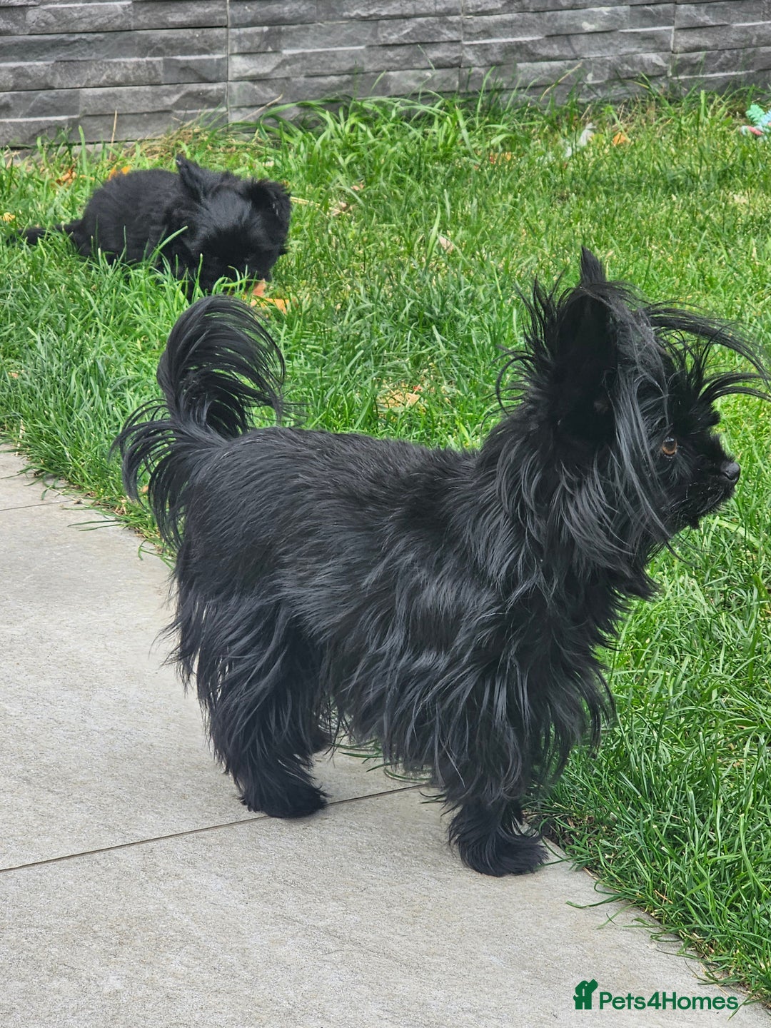 Yorkshire Terrier dogs for sale: SmaltypeYorkshire terrier Chocolate/black IHR.e.V  - Image 2